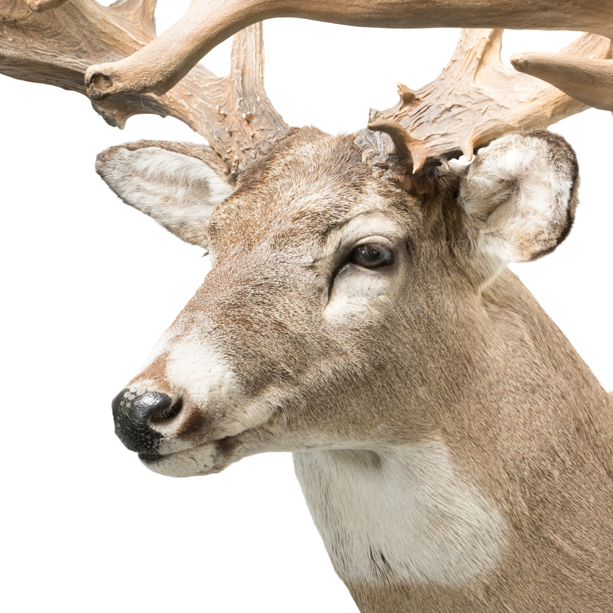 40 Point Whitetail Deer Shoulder Mount