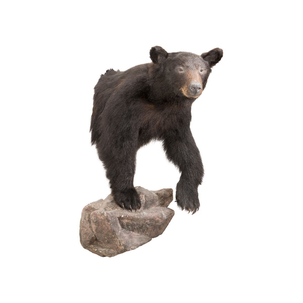 Black Bear Shoulder Mount, Furnishings, Taxidermy, Bear