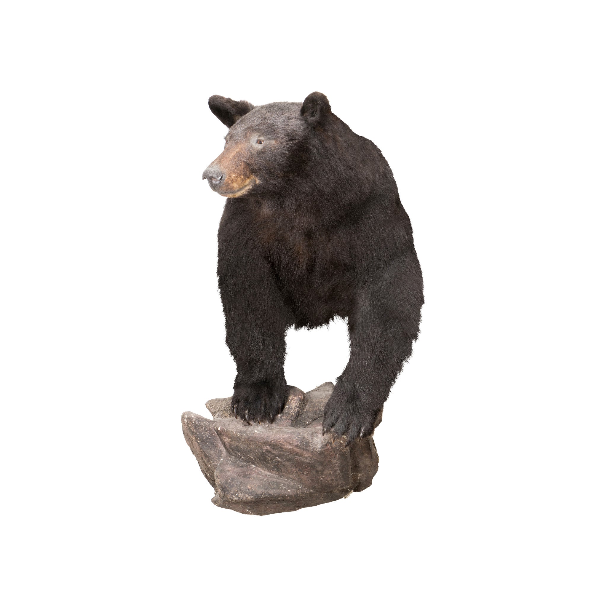 Black Bear Shoulder Mount