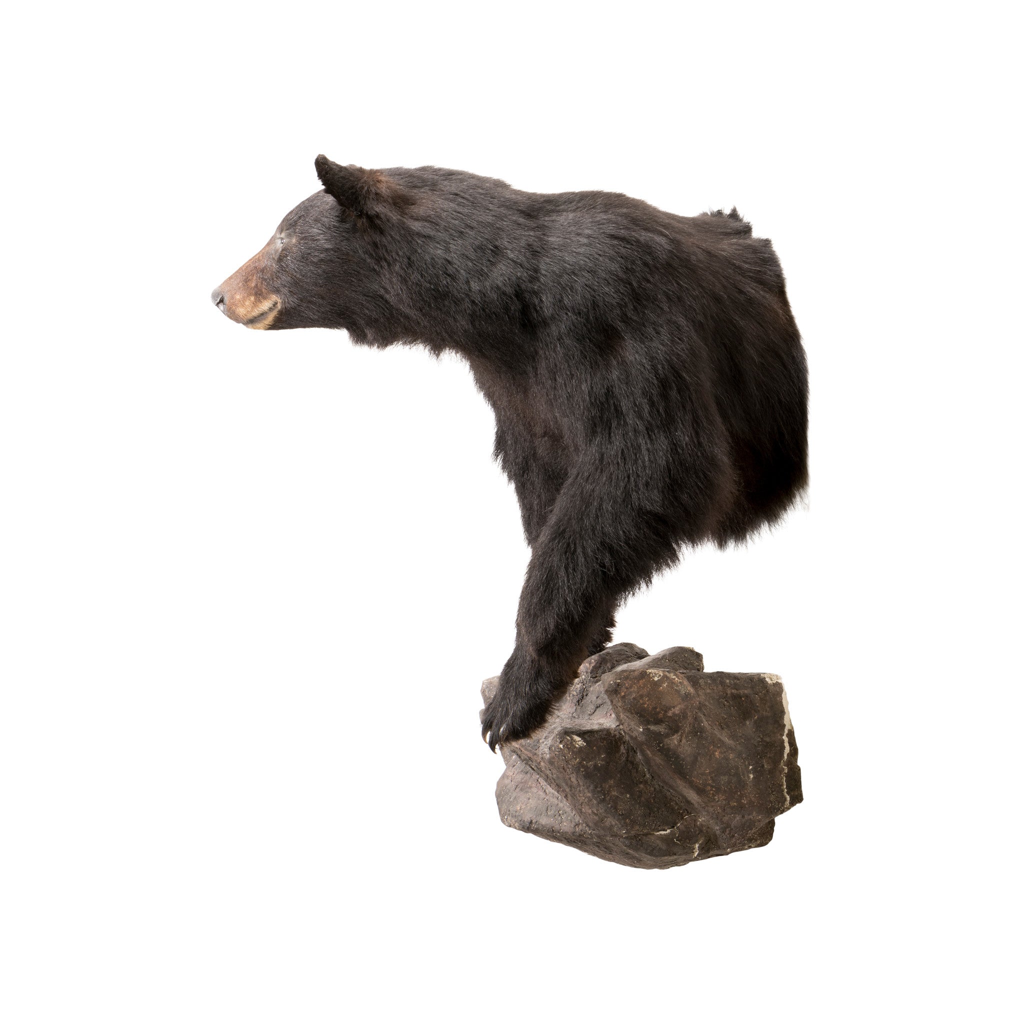 Black Bear Shoulder Mount