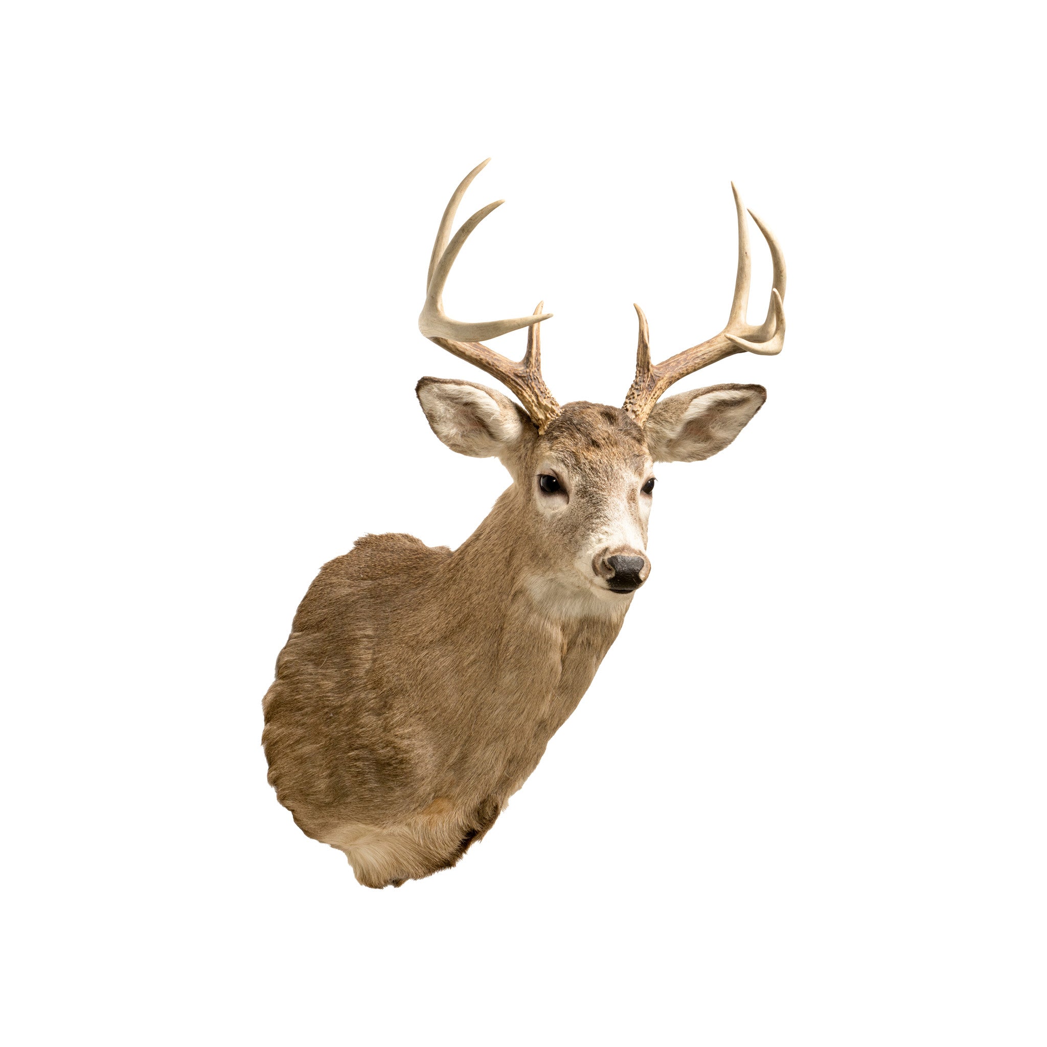 Whitetail Deer Shoulder Mount