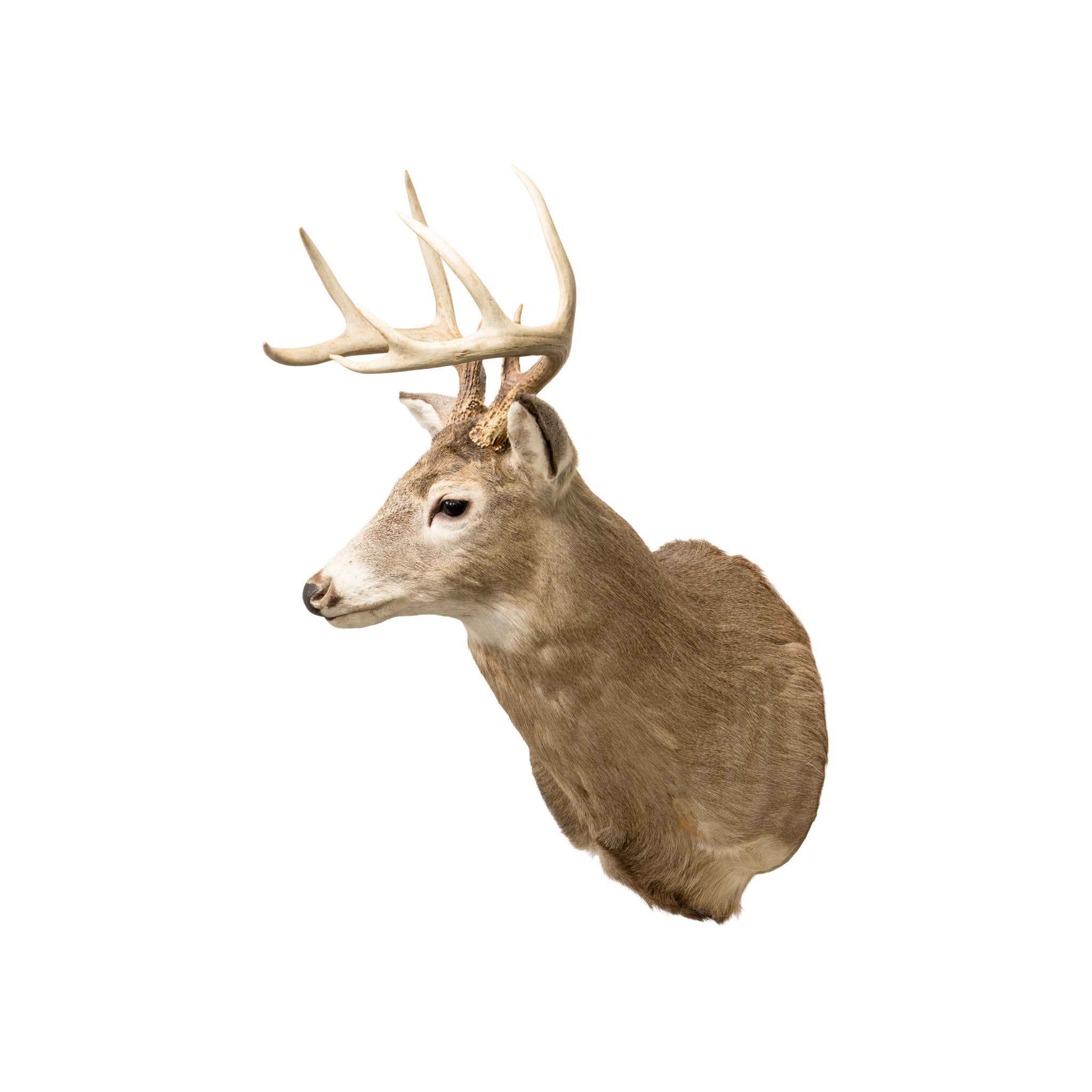 Whitetail Deer Shoulder Mount