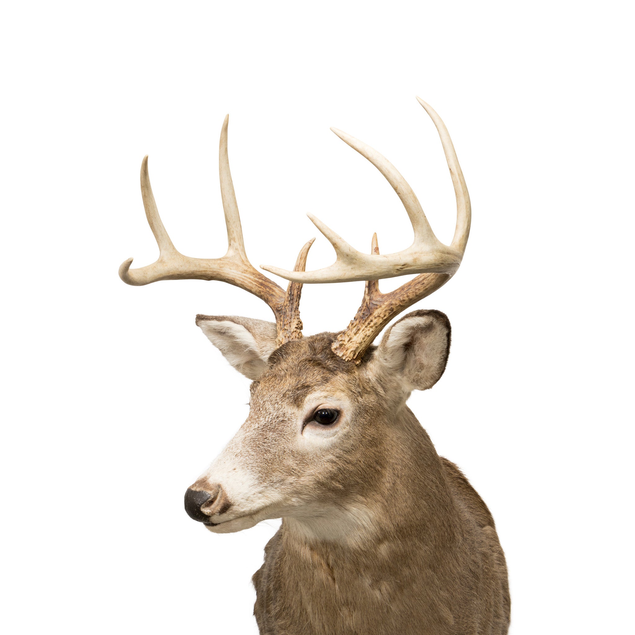 Whitetail Deer Shoulder Mount
