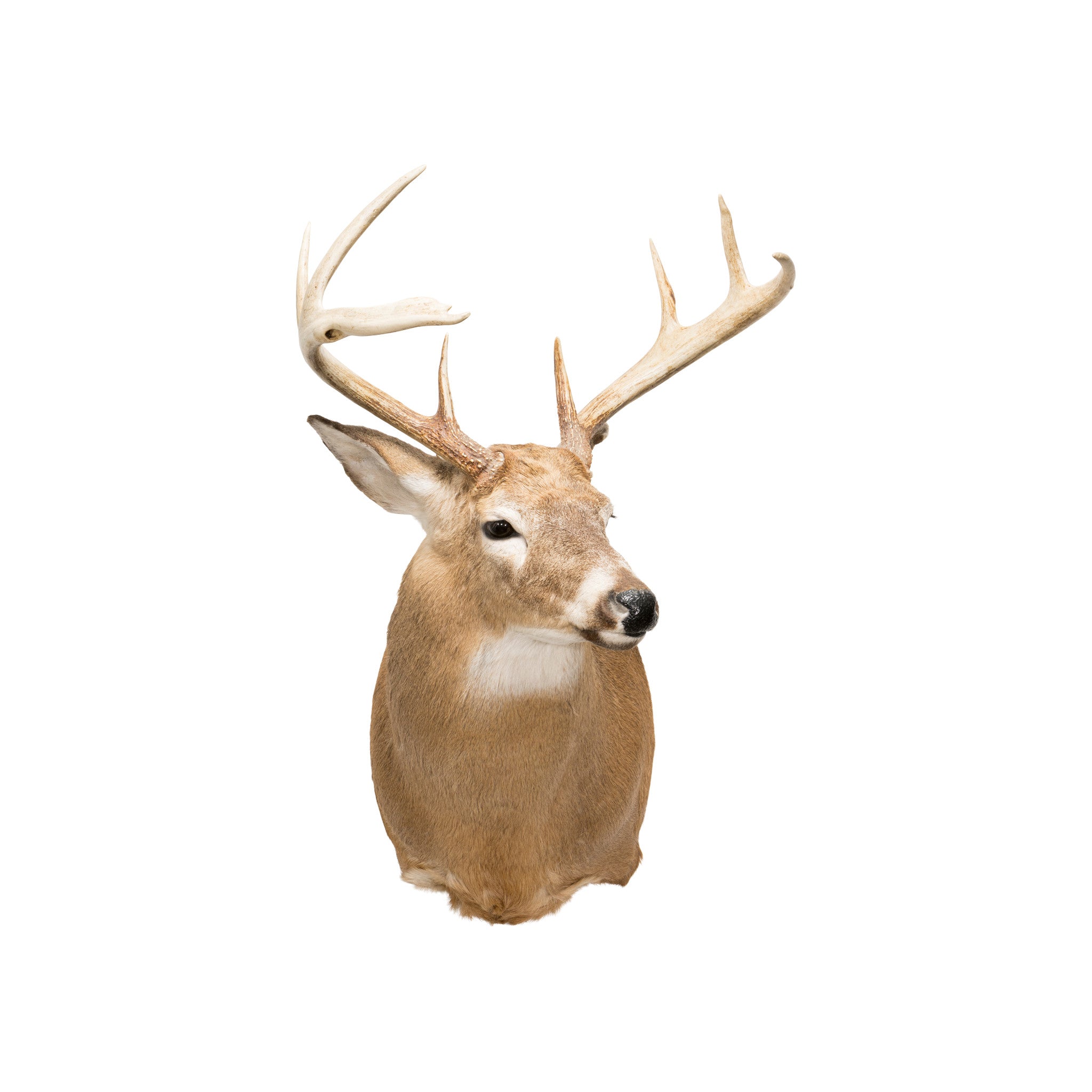 Whitetail Deer Shoulder Mount