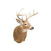 Whitetail Deer Shoulder Mount
