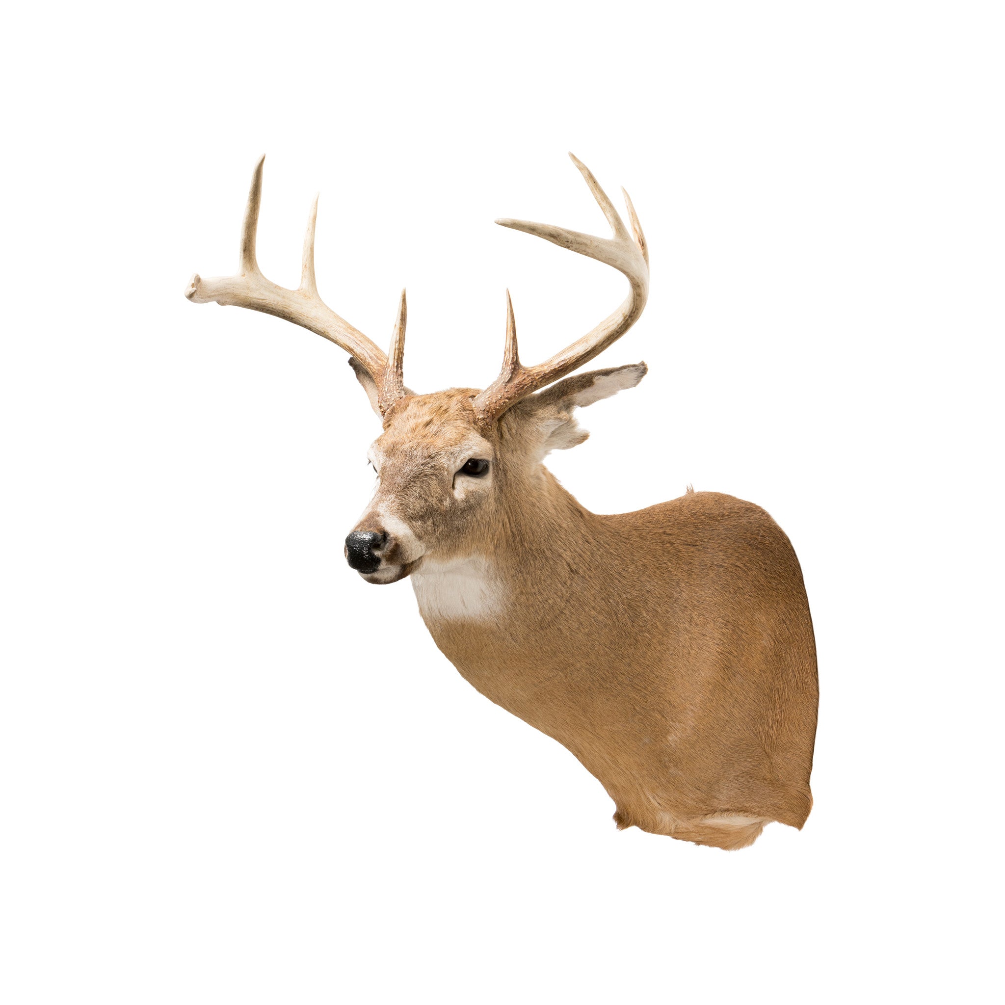 Whitetail Deer Shoulder Mount