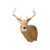 Whitetail Deer Shoulder Mount