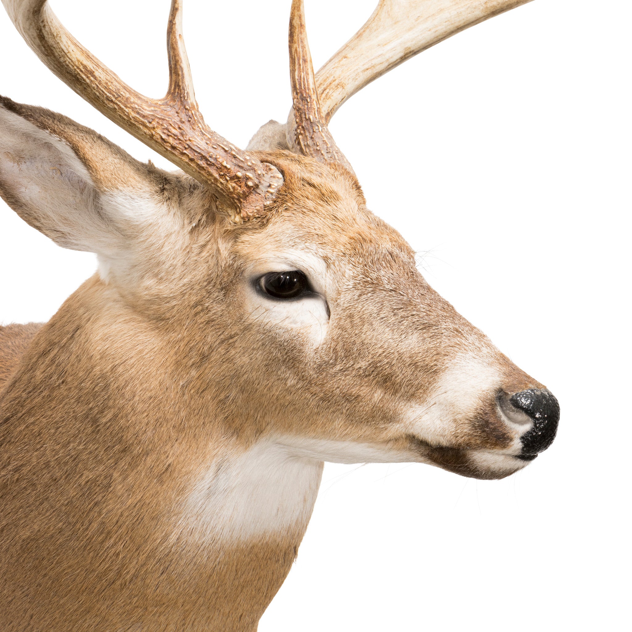 Whitetail Deer Shoulder Mount — Cisco's Gallery