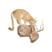North Idaho Cougar Mount, Furnishings, Taxidermy, Cougar