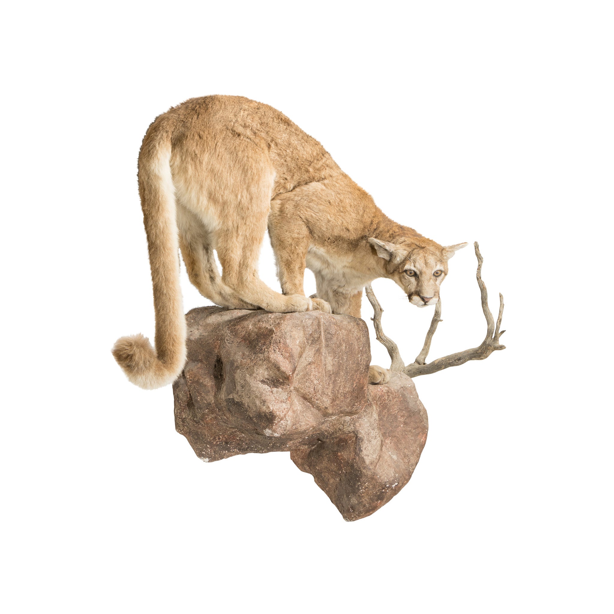 North Idaho Cougar Mount