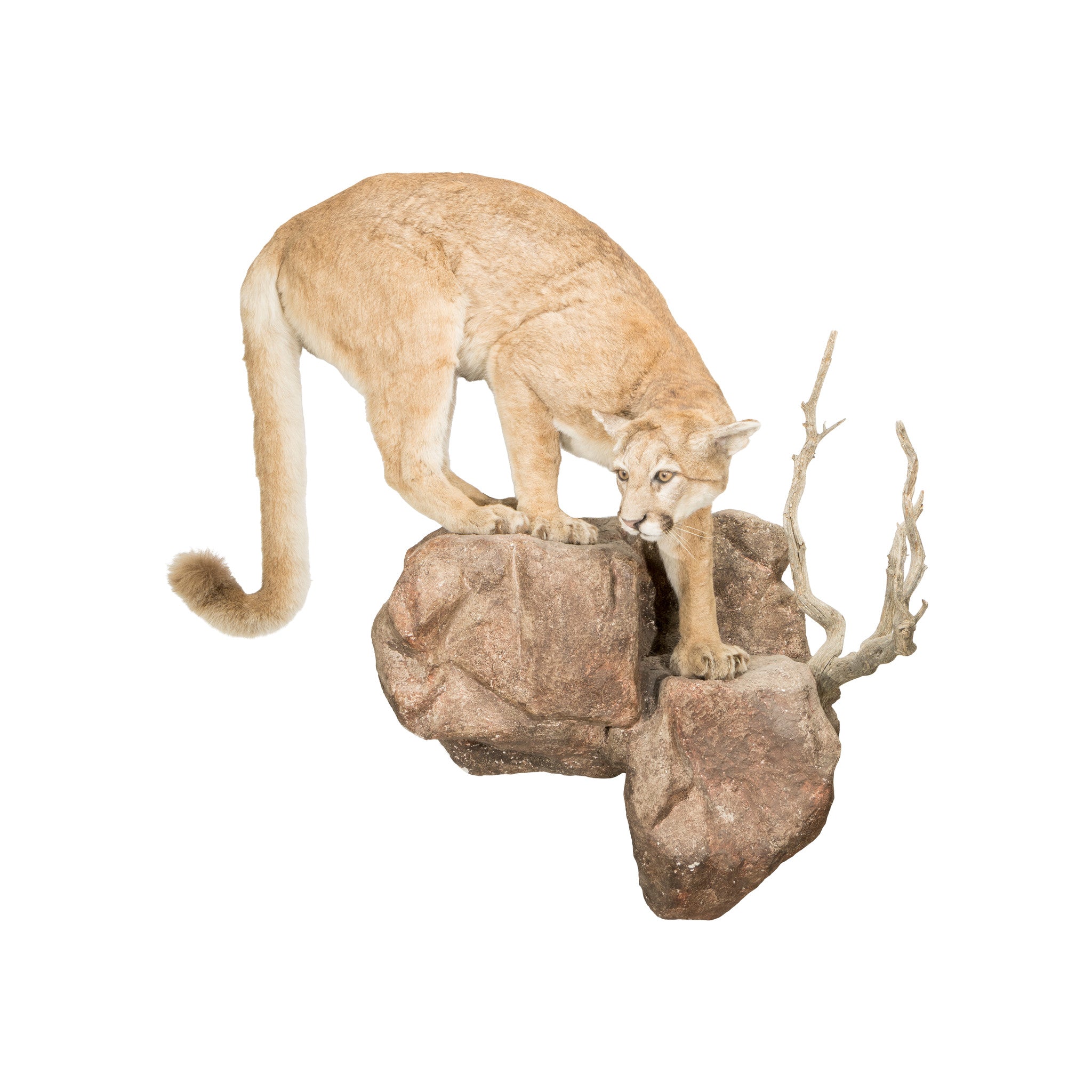 North Idaho Cougar Mount