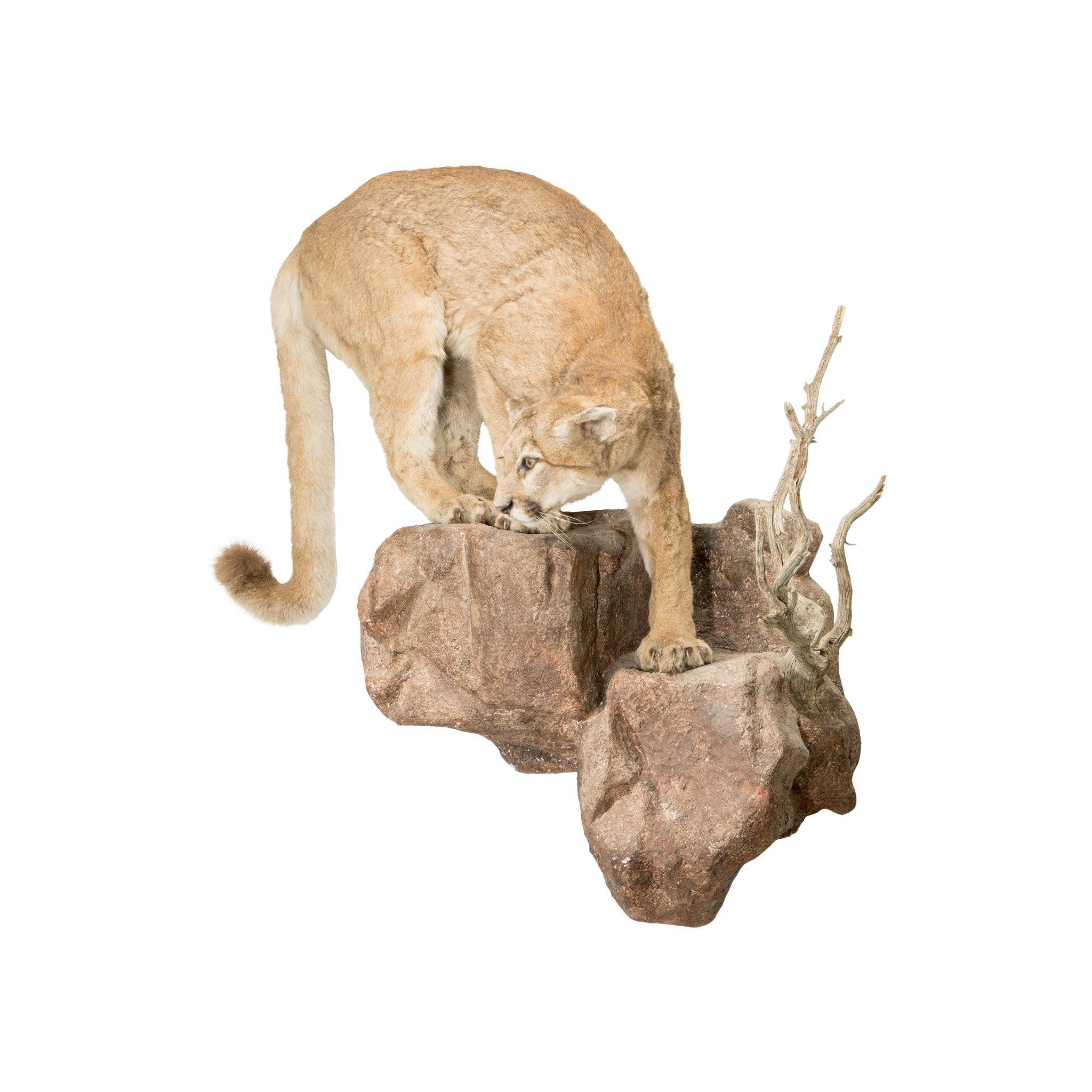 North Idaho Cougar Mount