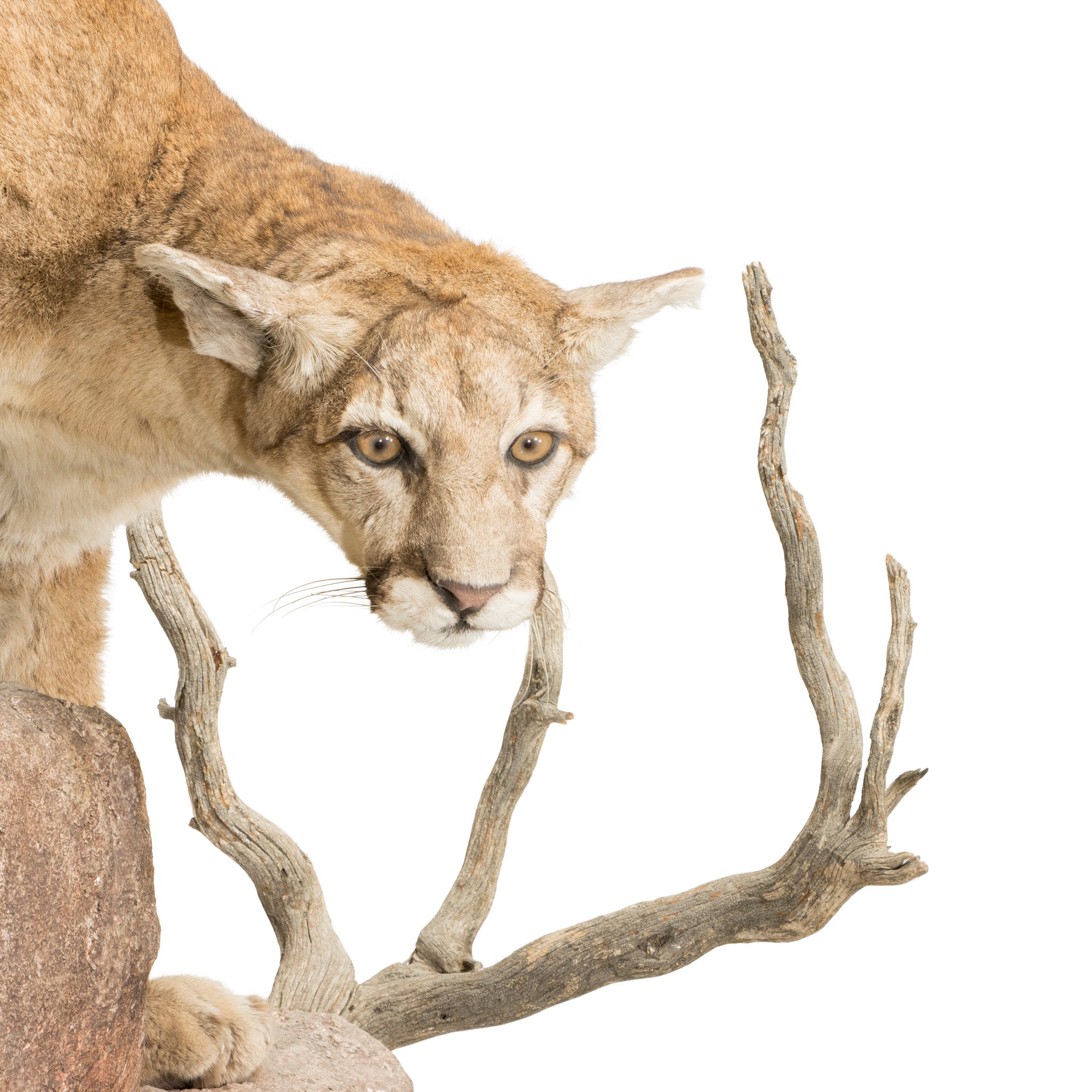 North Idaho Cougar Mount