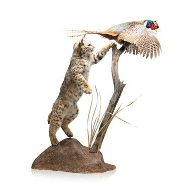 Bobcat and Rooster Pheasant Taxidermy, Furnishings, Taxidermy, Bobcat