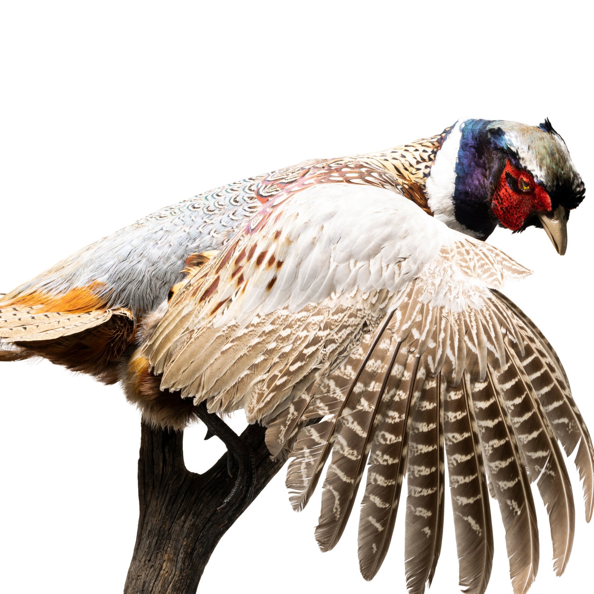 Bobcat and Rooster Pheasant Taxidermy