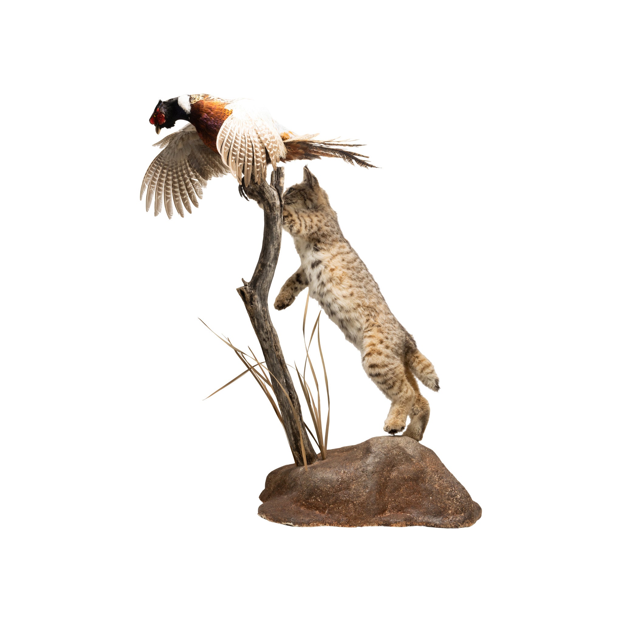 Bobcat and Rooster Pheasant Taxidermy