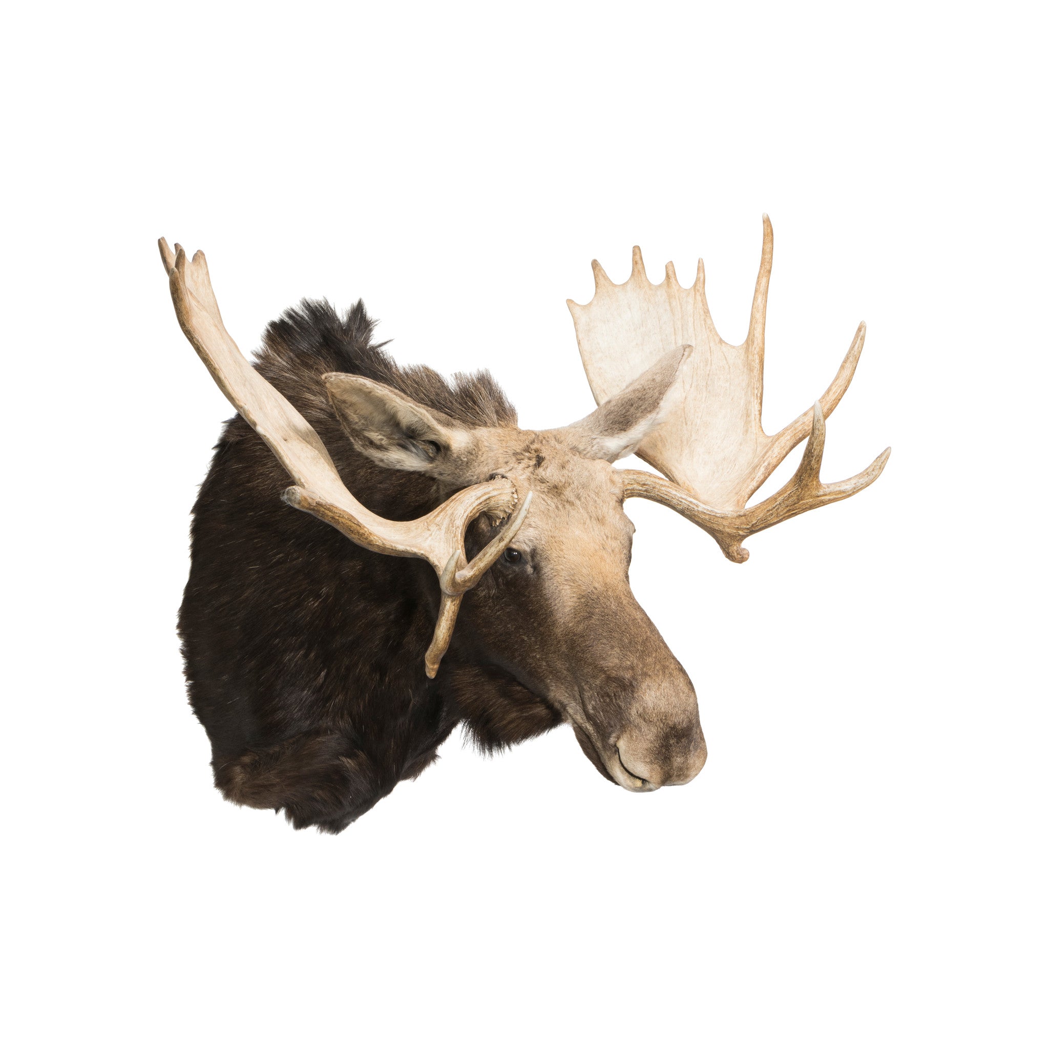 Shiras Moose Shoulder Mount