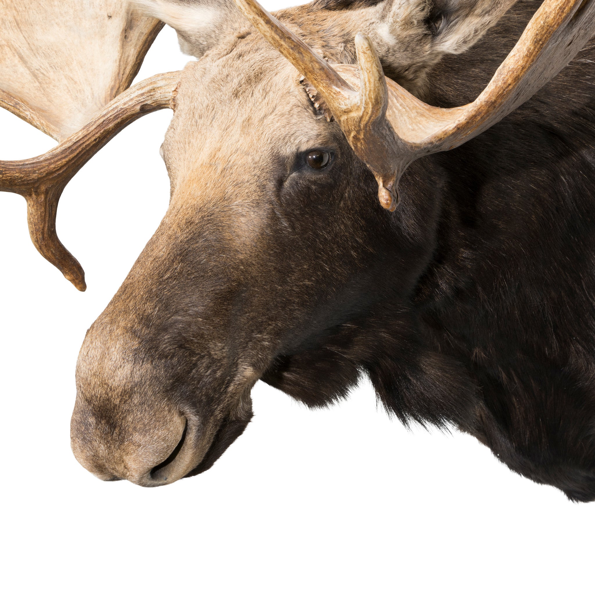 Shiras Moose Shoulder Mount