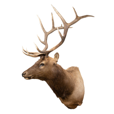 6 x 6 Elk Shoulder Mount, Furnishings, Taxidermy, Elk