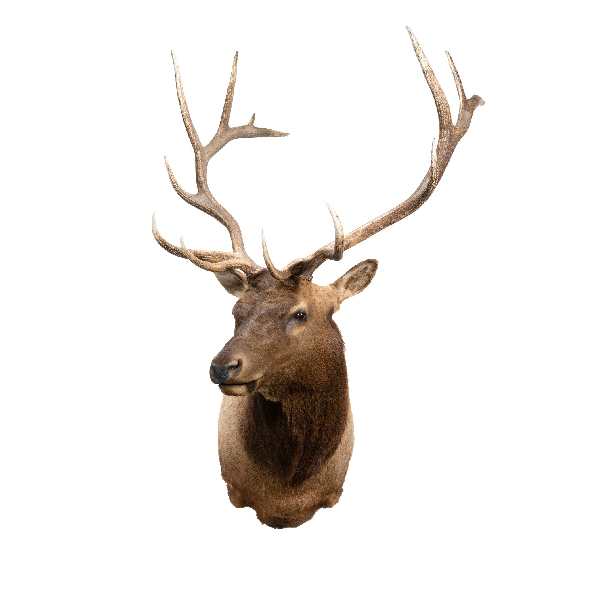 6 x 6 Elk Shoulder Mount