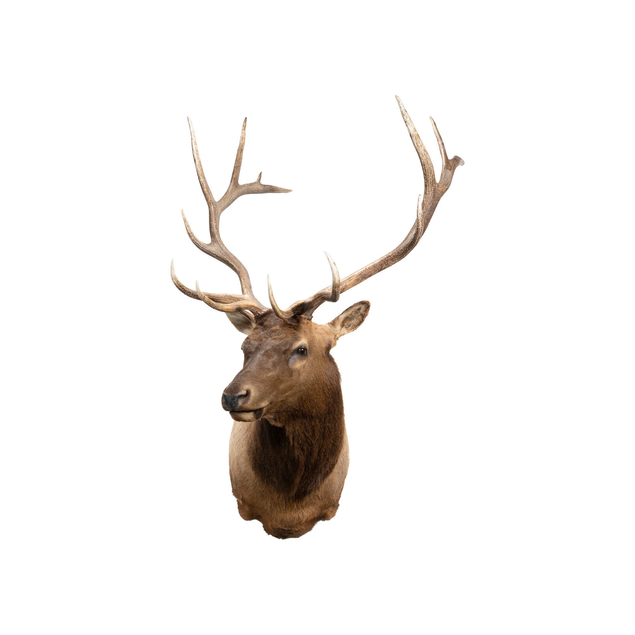 6 x 6 Elk Shoulder Mount