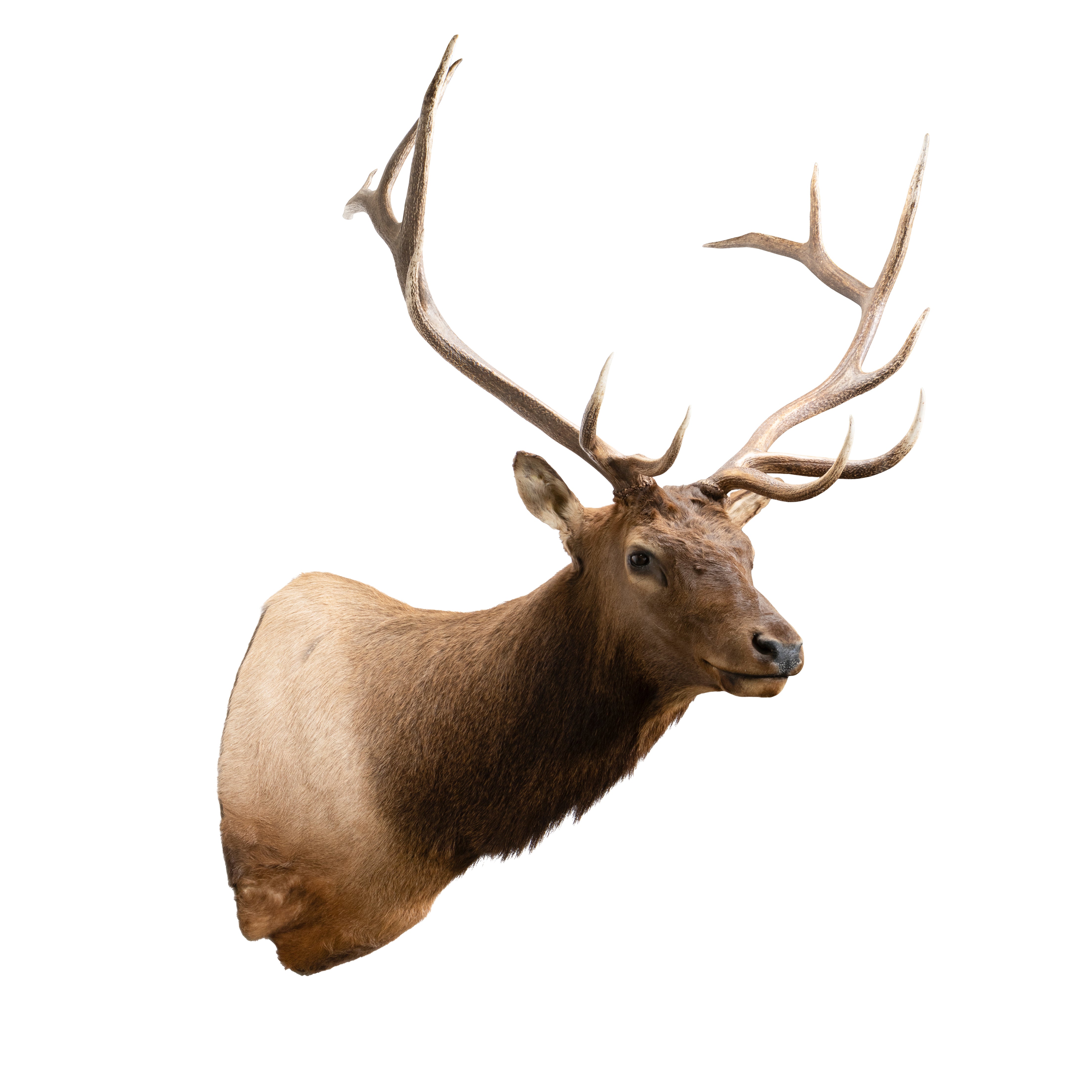 6 x 6 Elk Shoulder Mount