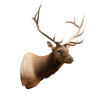 6 x 6 Elk Shoulder Mount