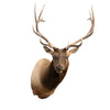 6 x 6 Elk Shoulder Mount
