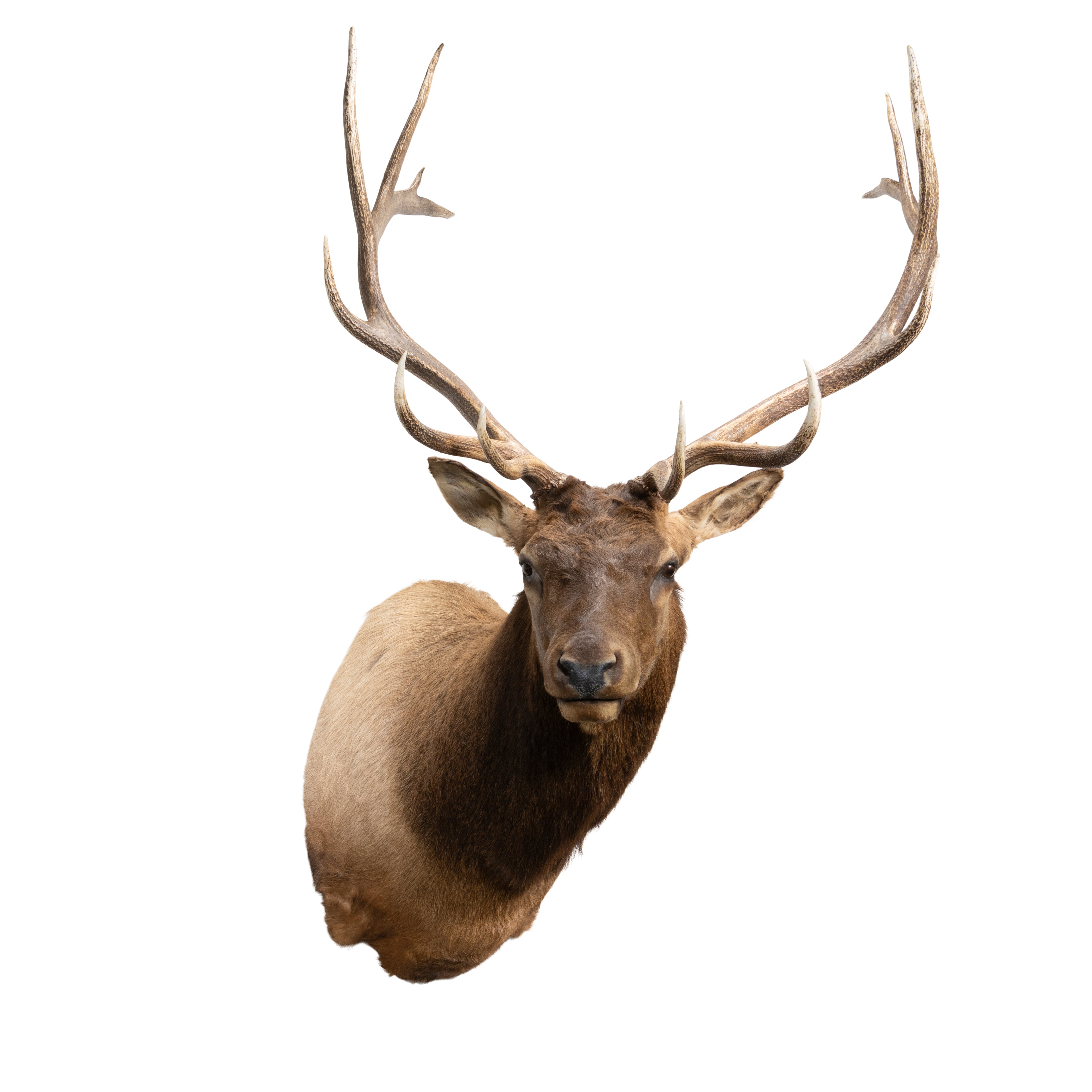 6 x 6 Elk Shoulder Mount