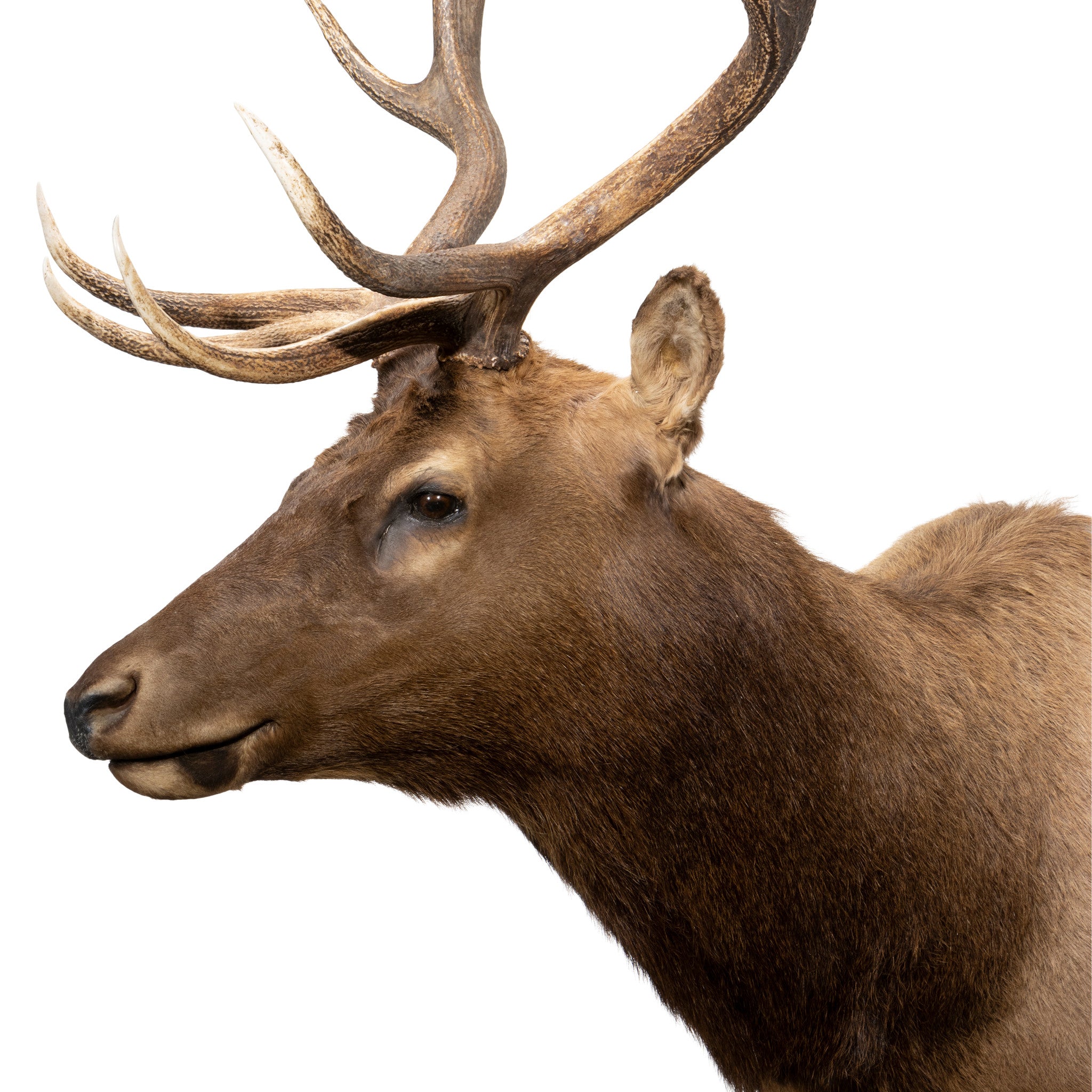 6 x 6 Elk Shoulder Mount