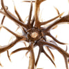 Red Stag Chandelier