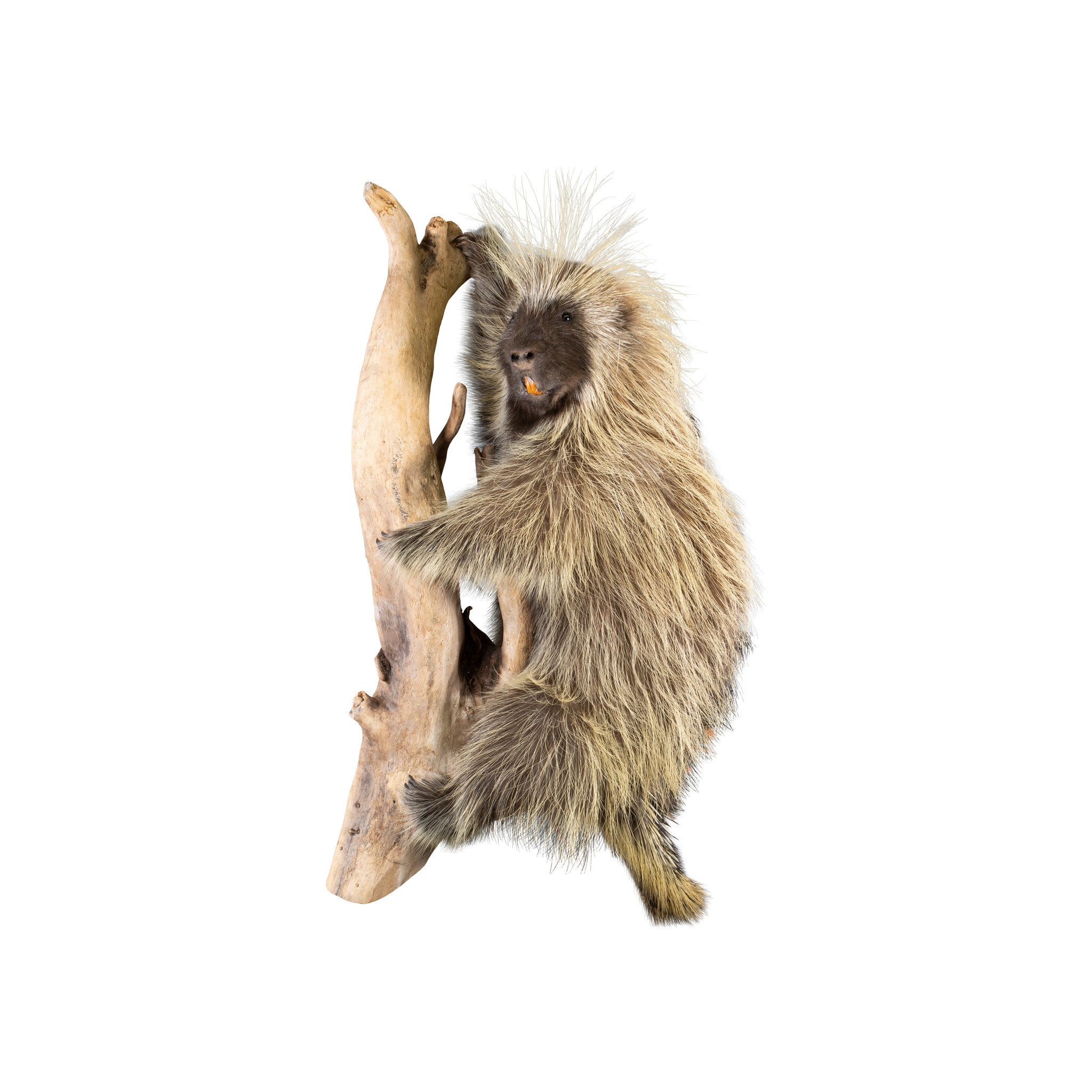 Porcupine Full Mount, Furnishings, Taxidermy, Other