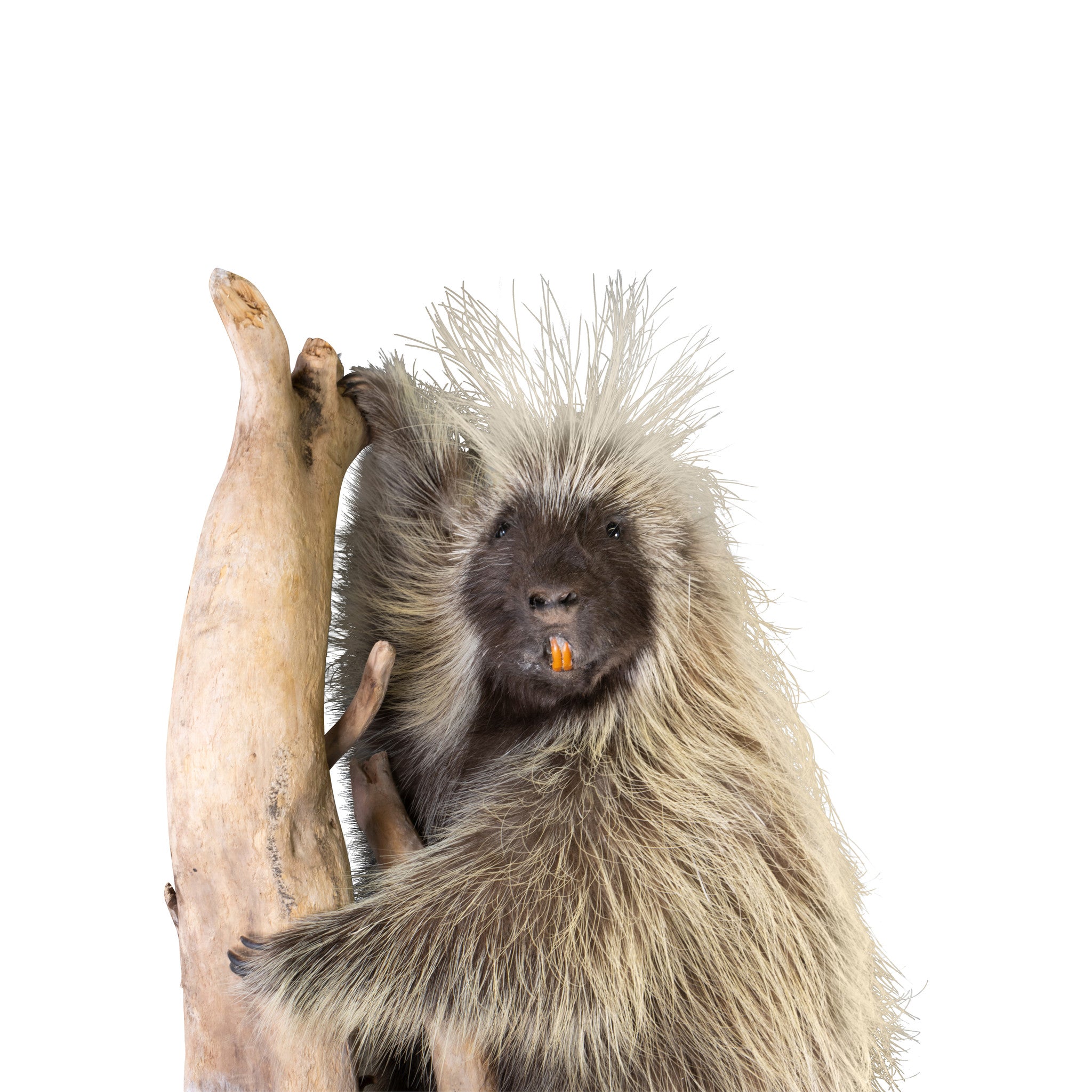 Porcupine Full Mount