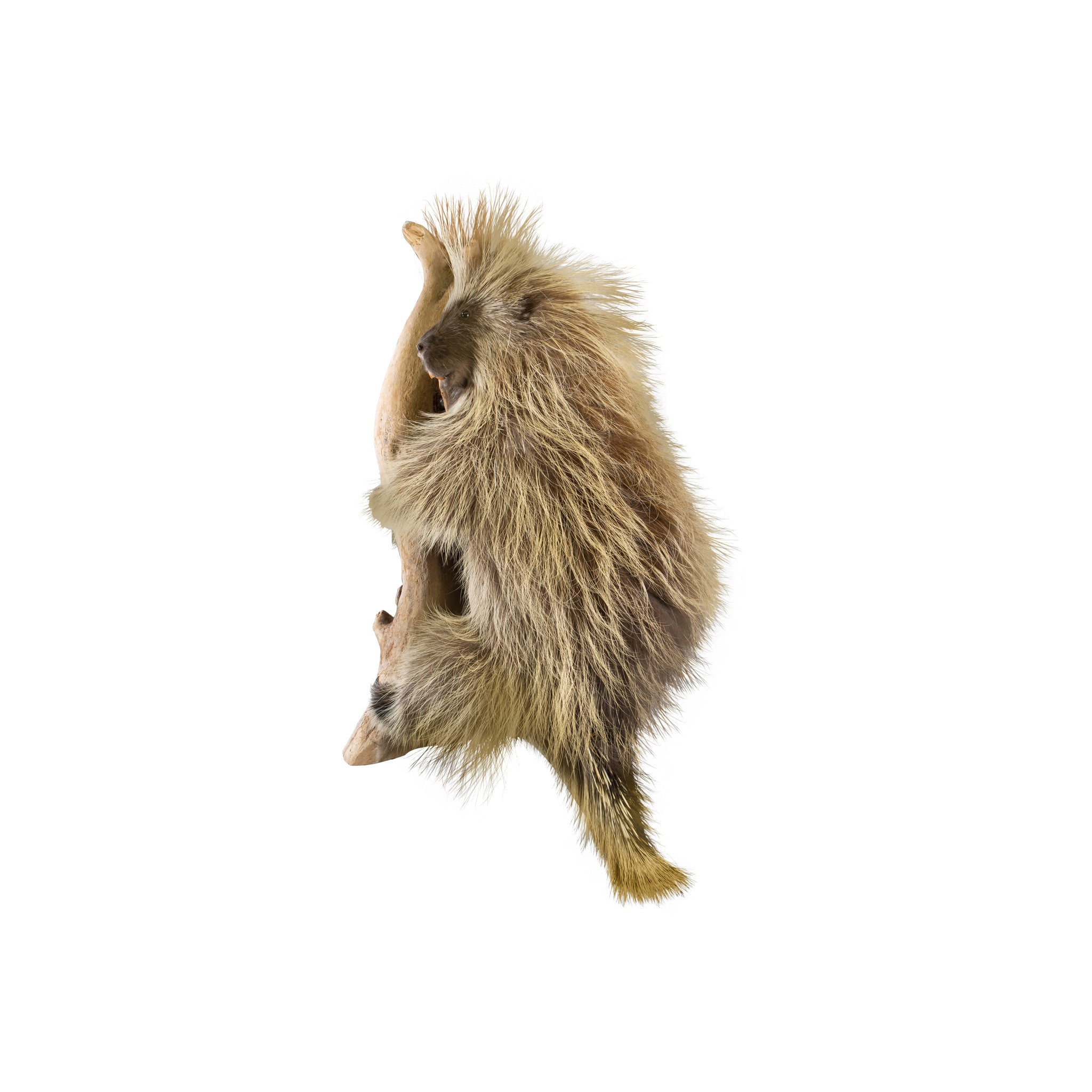 Porcupine Full Mount