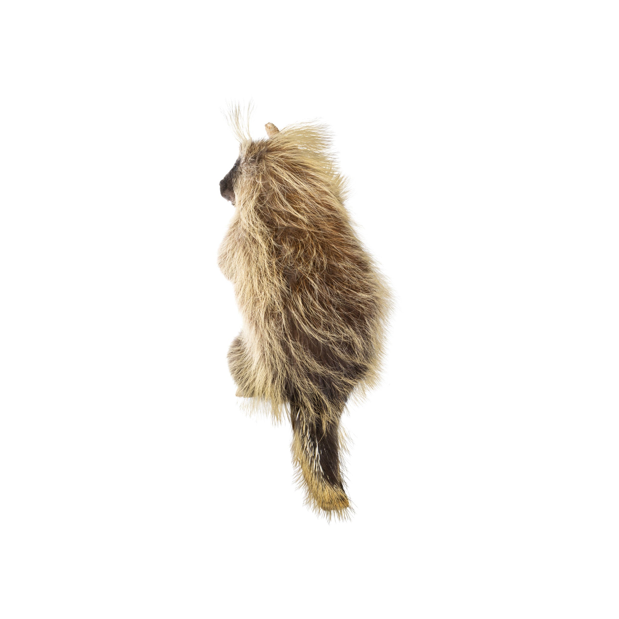 Porcupine Full Mount