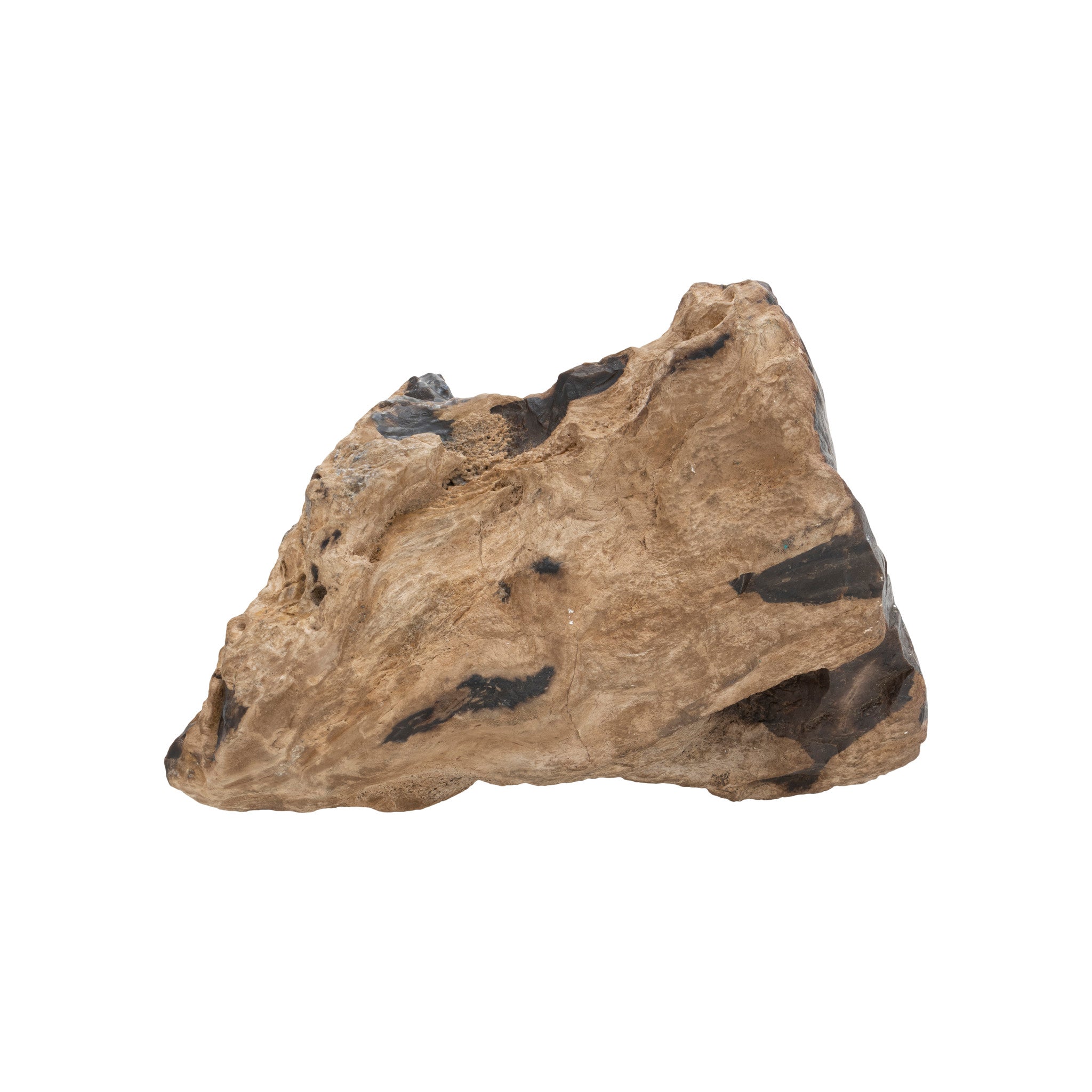 Prehistoric Fossilized Triceratops Leg Bone