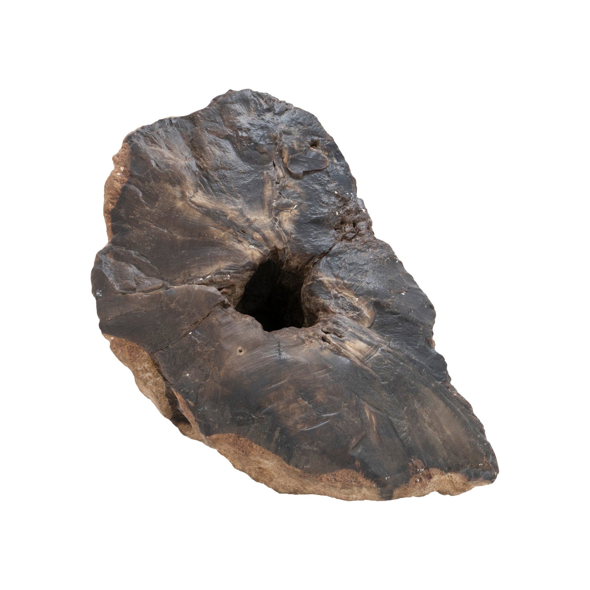 Prehistoric Fossilized Triceratops Leg Bone