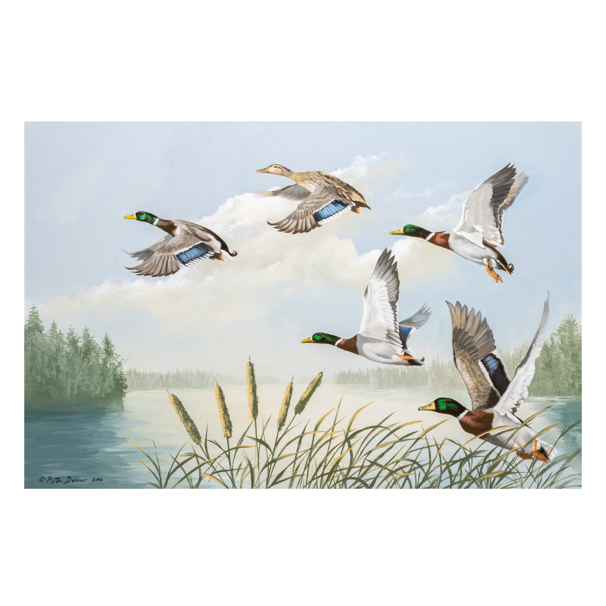 "Take Off" by Peter Darro, Fine Art, Painting, Wildlife