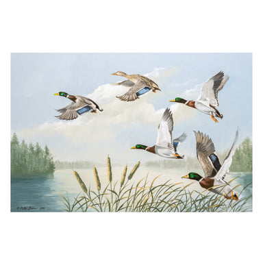 "Take Off" by Peter Darro, Fine Art, Painting, Wildlife