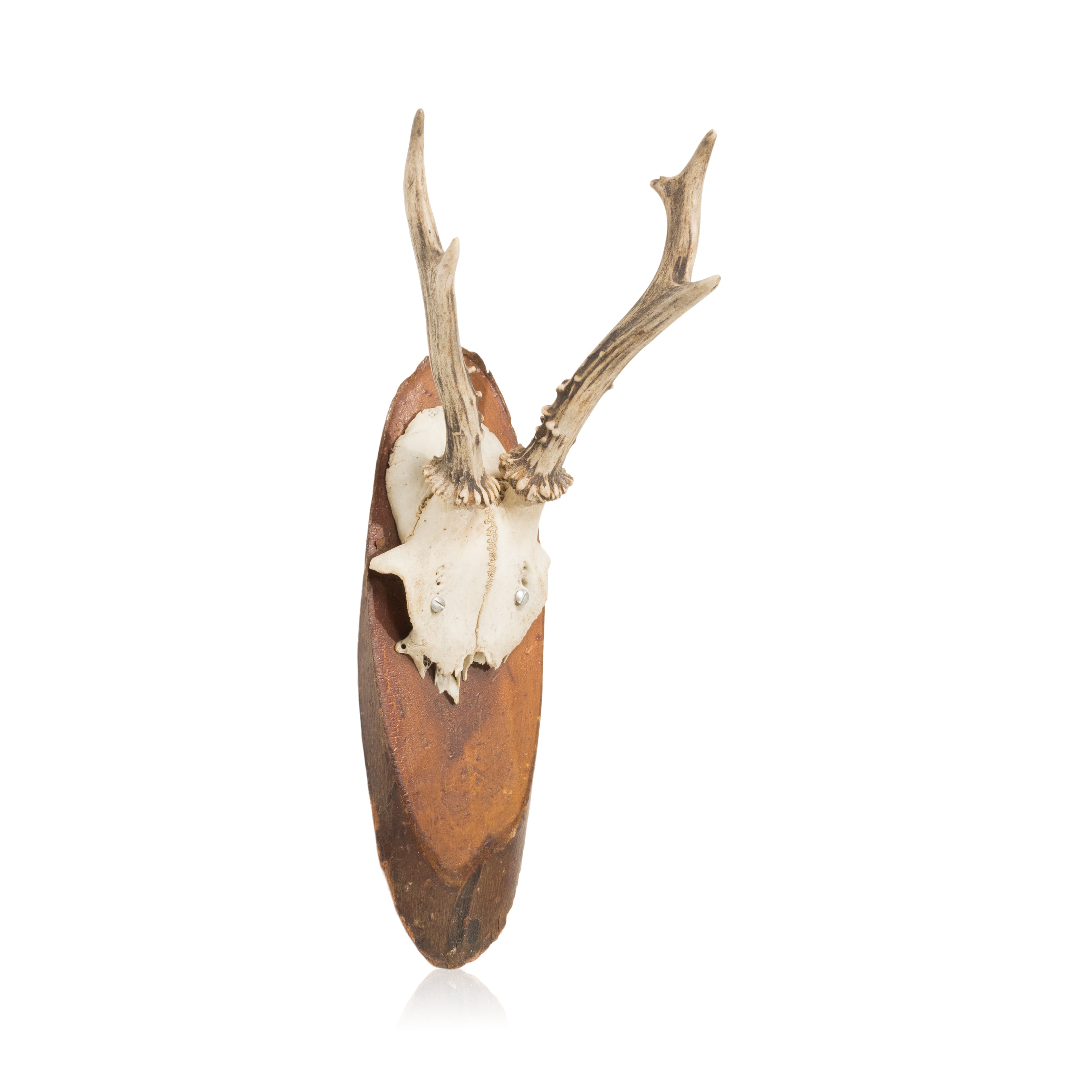 Roe Deer Plaque, Furnishings, Taxidermy, Deer