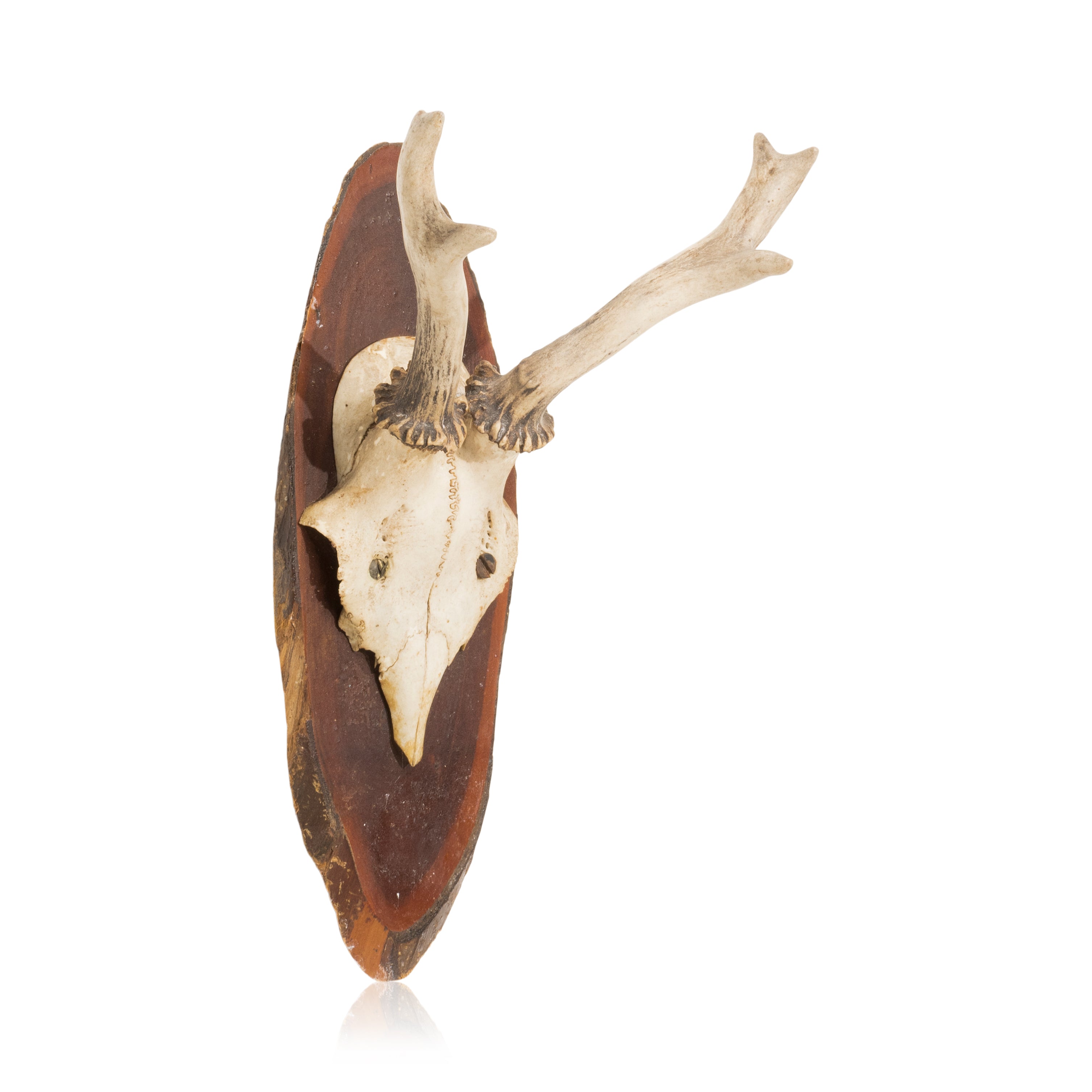 Roe Deer Plaque, Furnishings, Taxidermy, der