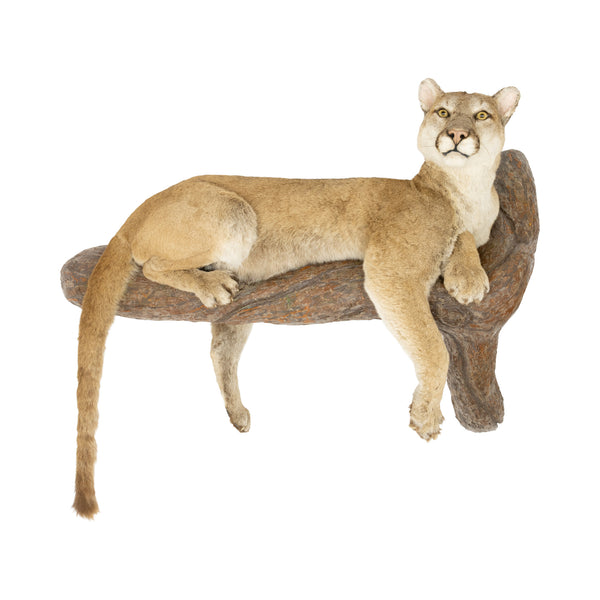 Full Body Cougar Mount, Furnishings, Taxidermy, Cougar