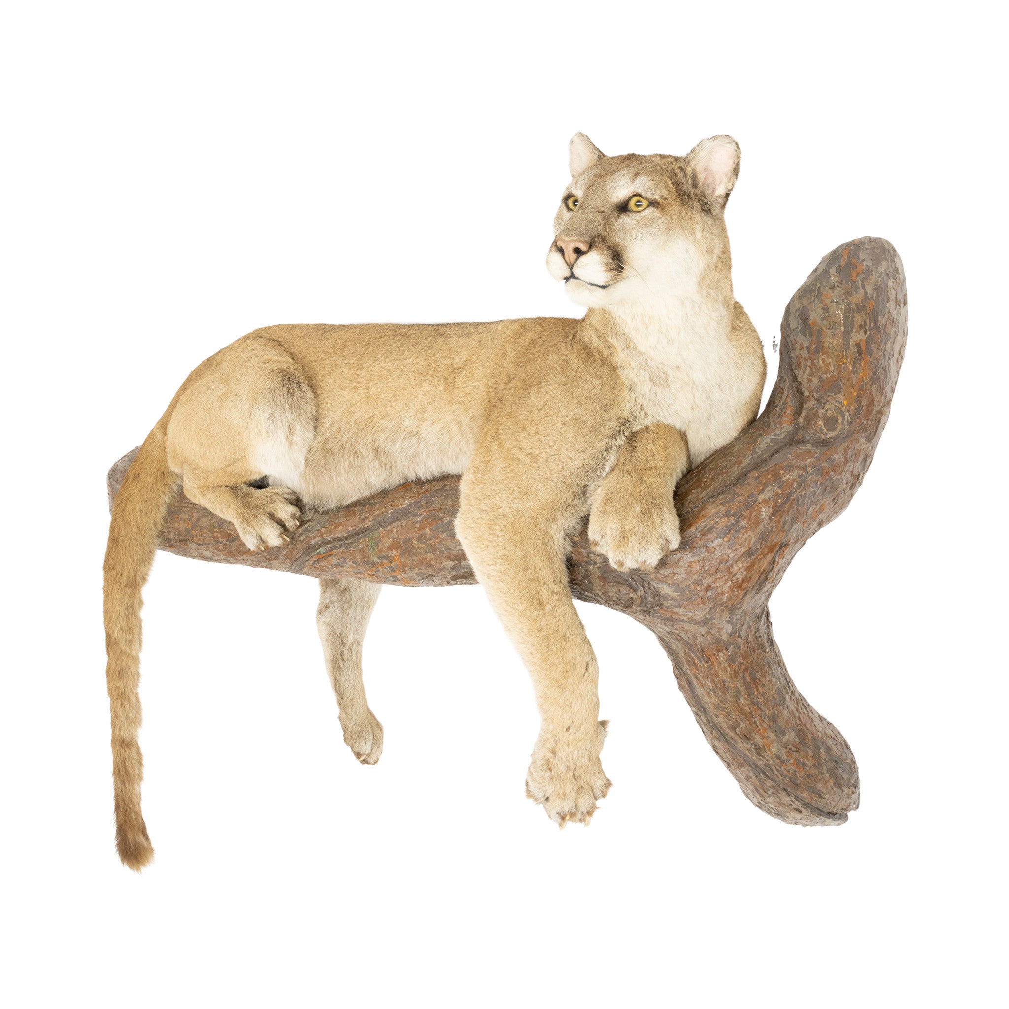 Full Body Cougar Mount