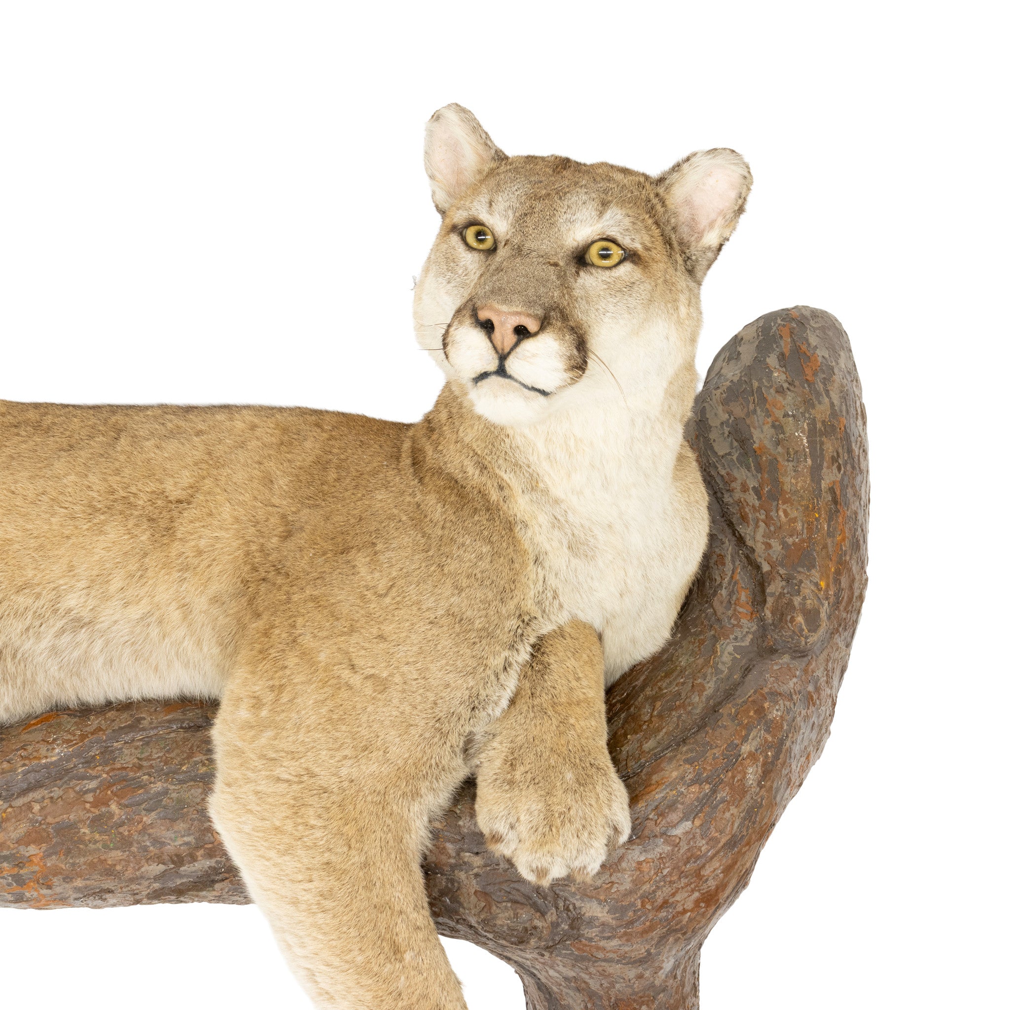 Full Body Cougar Mount