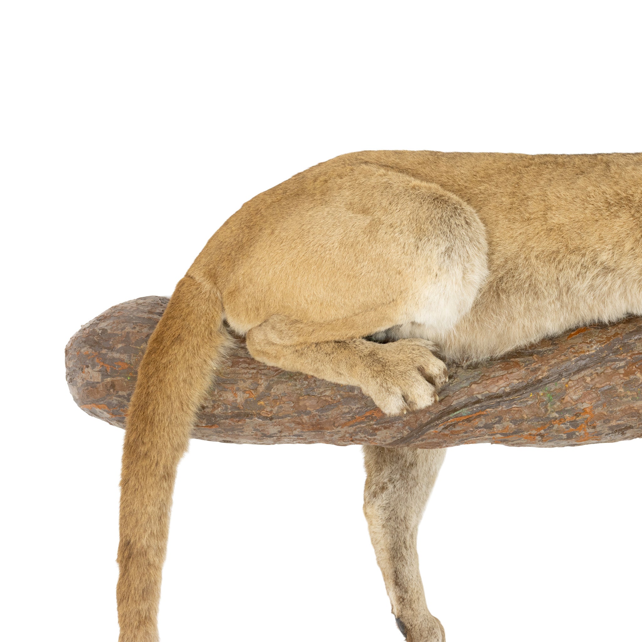 Full Body Cougar Mount