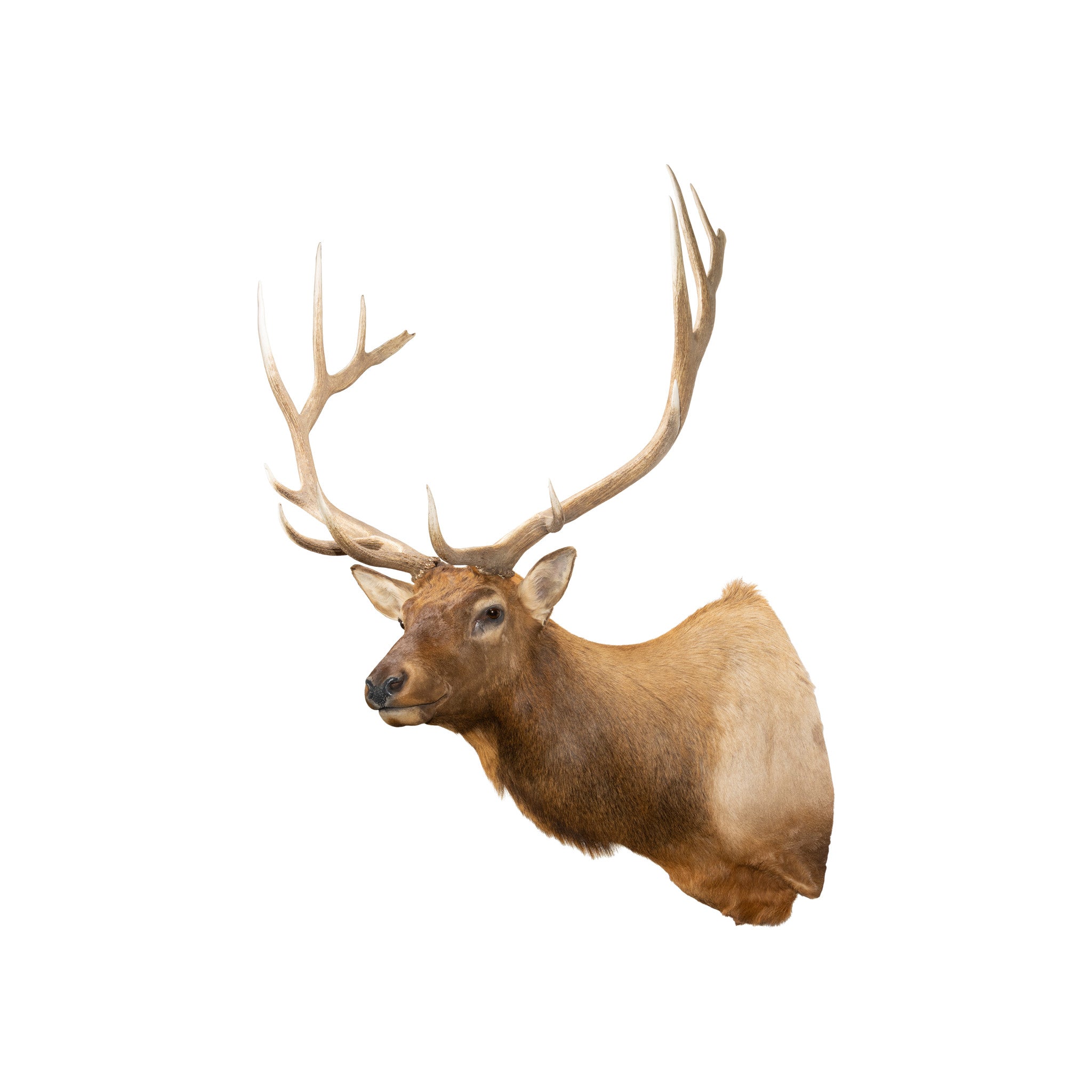 7 x 7 Idaho Elk, Furnishings, Taxidermy, Elk