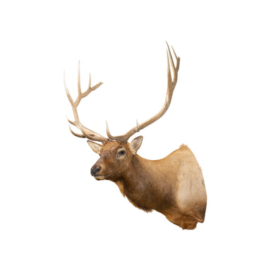 7 x 7 Idaho Elk, Furnishings, Taxidermy, Elk
