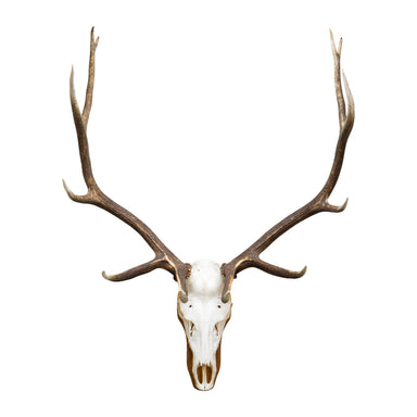 Euro Elk Mount, Furnishings, Taxidermy, Elk