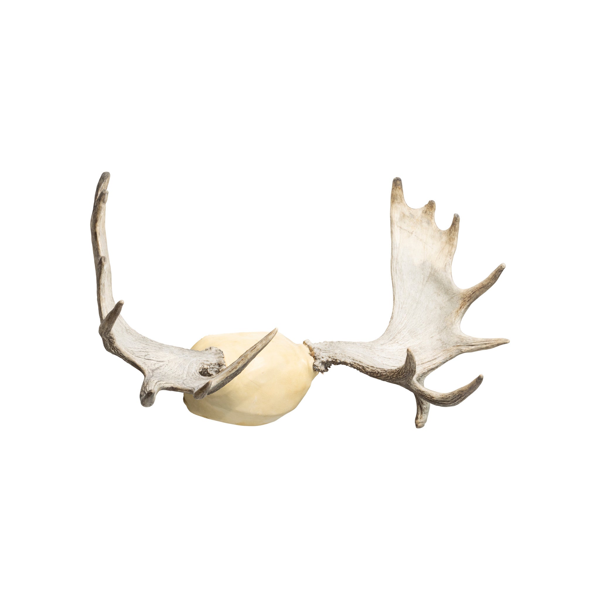Moose Antler Rack