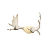 Moose Antler Rack